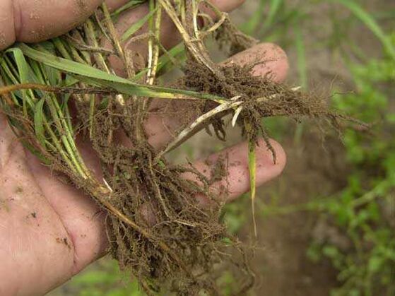 kořen pšeničné trávy na psoriázu